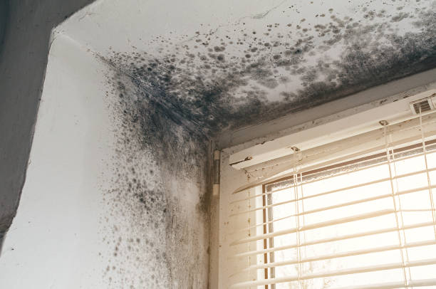 Affordable Black Mold Remediation solutions in Sunbury, NC